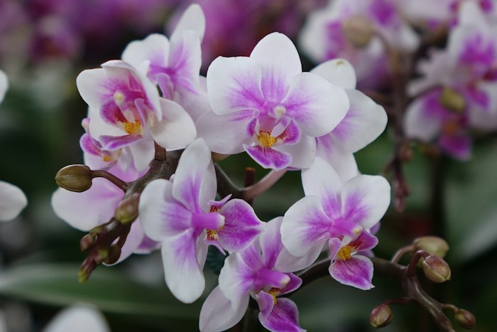 Orquídea rosa y blanca en maceta